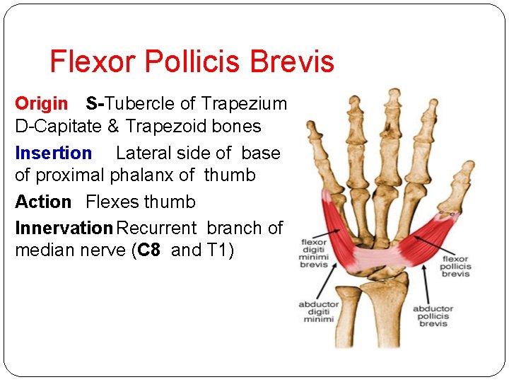 Flexor Pollicis Brevis Origin S-Tubercle of Trapezium D-Capitate & Trapezoid bones Insertion Lateral side