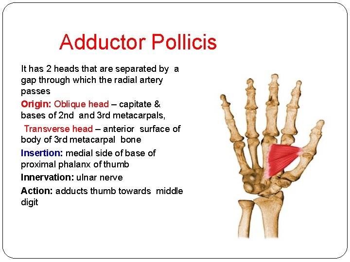 Adductor Pollicis It has 2 heads that are separated by a gap through which