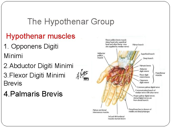 The Hypothenar Group Hypothenar muscles 1. Opponens Digiti Minimi 2. Abductor Digiti Minimi 3.