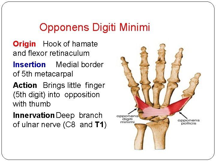 Opponens Digiti Minimi Origin Hook of hamate and flexor retinaculum Insertion Medial border of