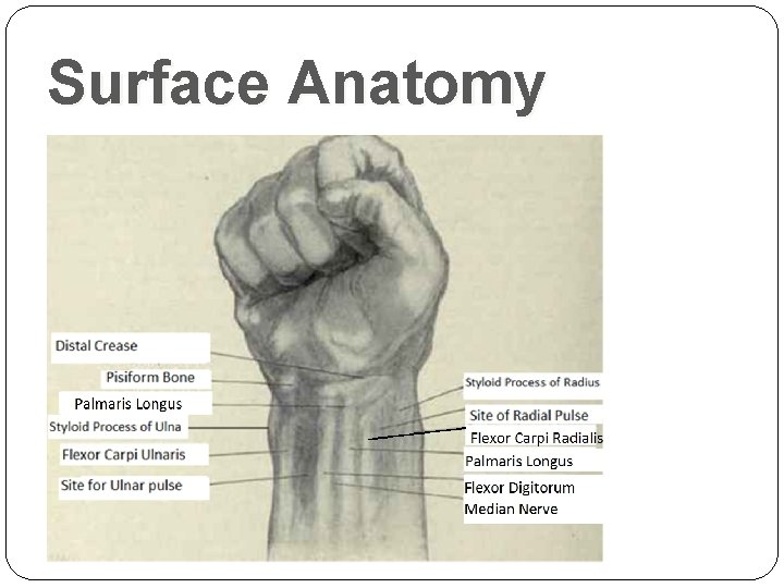 Surface Anatomy 