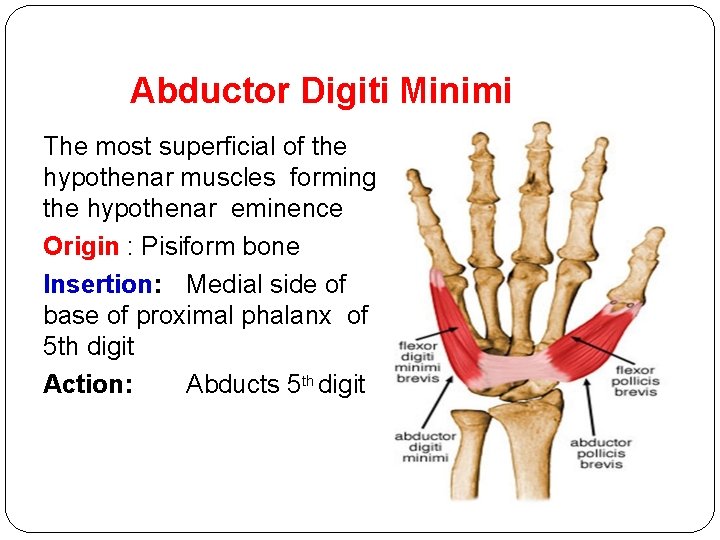 Abductor Digiti Minimi The most superficial of the hypothenar muscles forming the hypothenar eminence