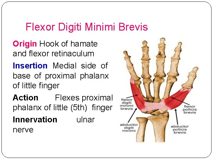 Flexor Digiti Minimi Brevis Origin Hook of hamate and flexor retinaculum Insertion Medial side