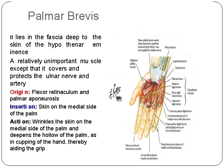 Palmar Brevis It lies in the fascia deep to the skin of the hypo