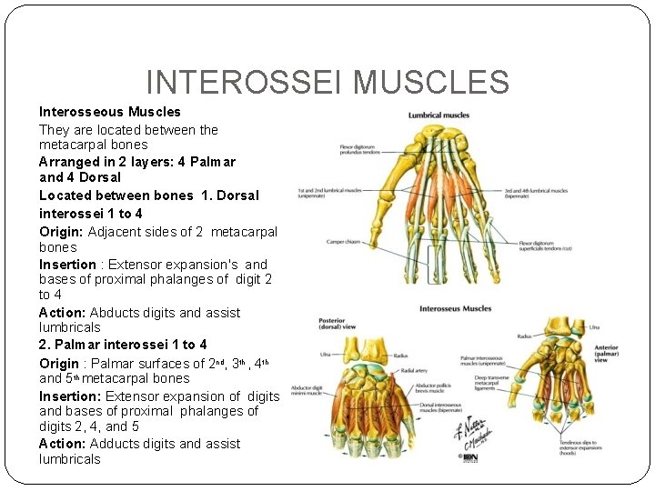 INTEROSSEI MUSCLES Interosseous Muscles They are located between the metacarpal bones Arranged in 2