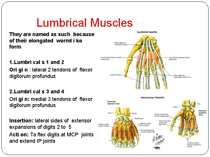Lumbrical Muscles They are named as such because of their elongated worml i ke