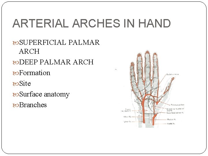 ARTERIAL ARCHES IN HAND SUPERFICIAL PALMAR ARCH DEEP PALMAR ARCH Formation Site Surface anatomy