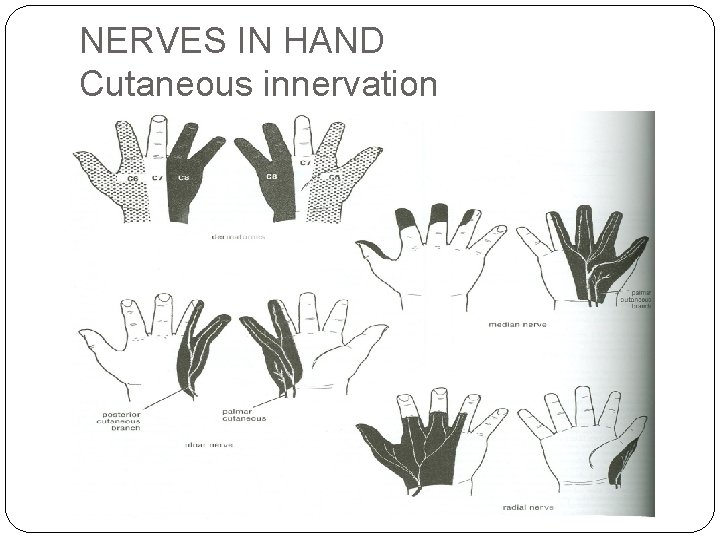 NERVES IN HAND Cutaneous innervation 