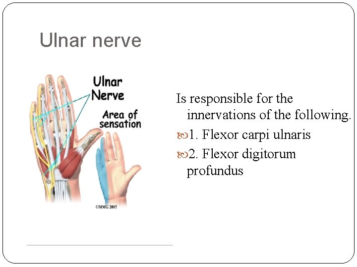 Ulnar nerve Is responsible for the innervations of the following. 1. Flexor carpi ulnaris
