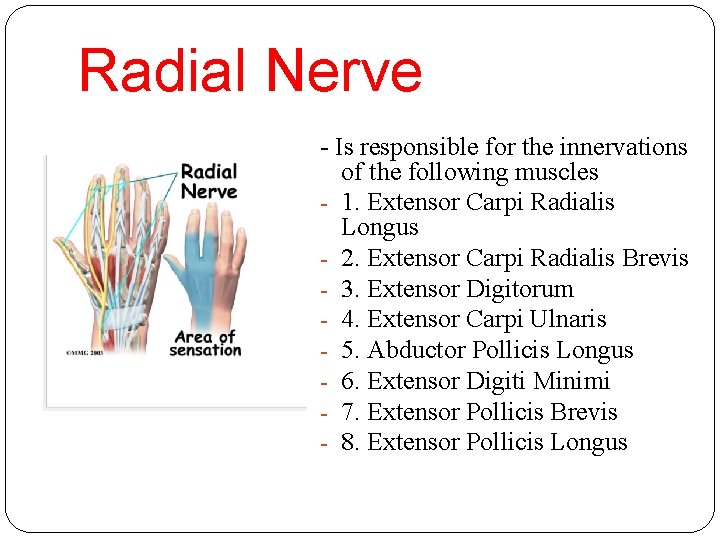 Radial Nerve - Is responsible for the innervations of the following muscles - 1.