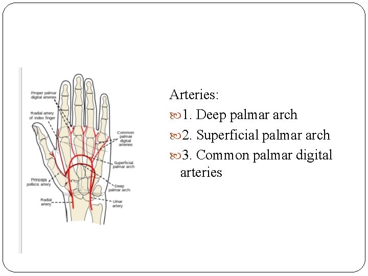 Arteries: 1. Deep palmar arch 2. Superficial palmar arch 3. Common palmar digital arteries