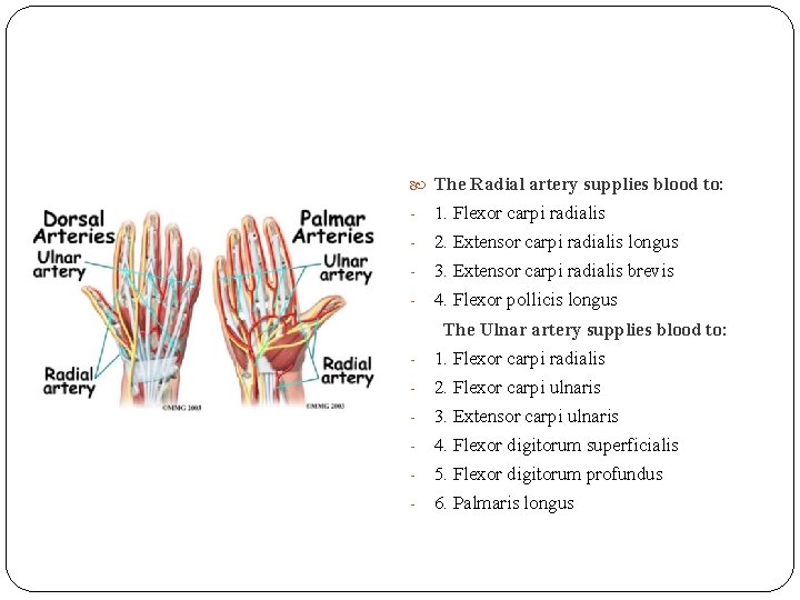  The Radial artery supplies blood to: - 1. Flexor carpi radialis - 2.