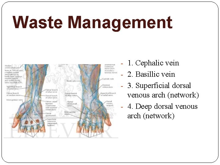 Waste Management - 1. Cephalic vein - 2. Basillic vein - 3. Superficial dorsal