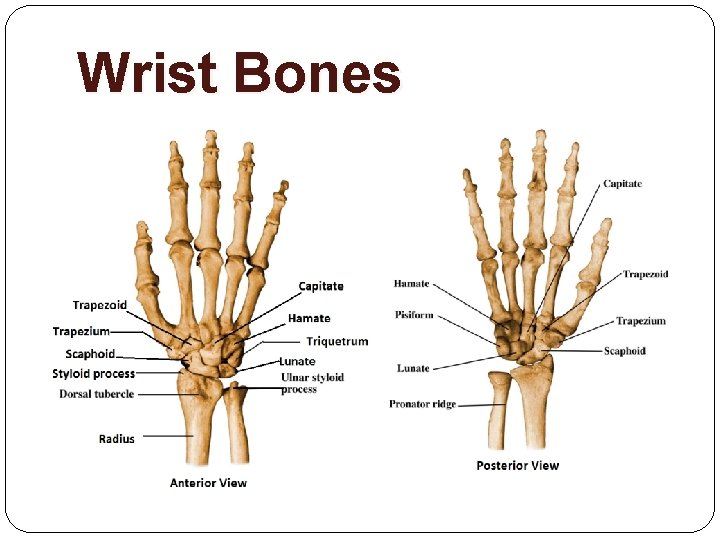 Wrist Bones 