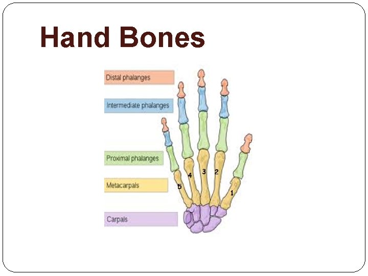 Hand Bones 