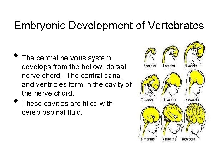 Embryonic Development of Vertebrates • The central nervous system • develops from the hollow,