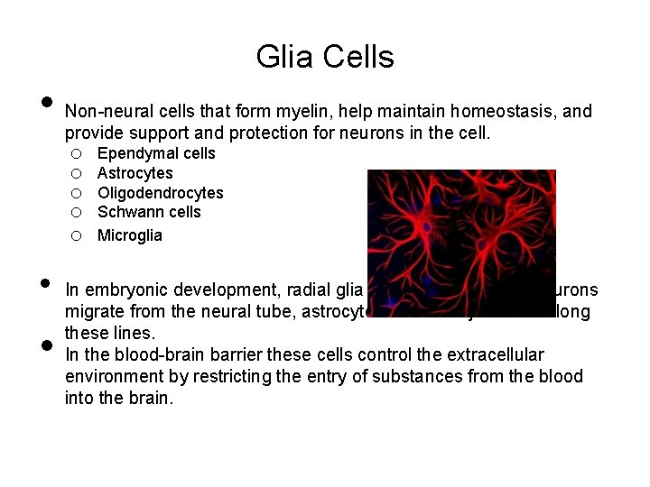 Glia Cells • Non-neural cells that form myelin, help maintain homeostasis, and provide support