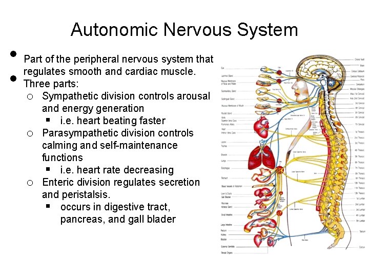  • • Autonomic Nervous System Part of the peripheral nervous system that regulates