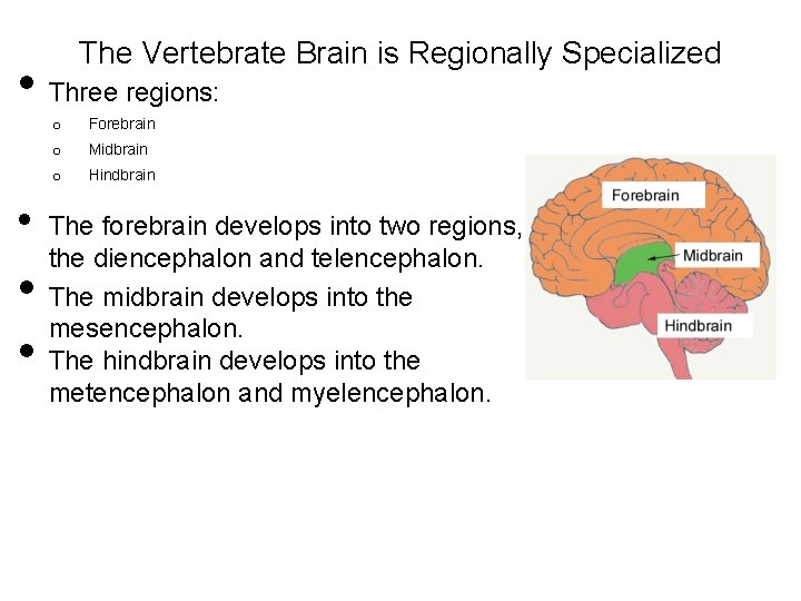 The Vertebrate Brain is Regionally Specialized • Three regions: • • • o Forebrain