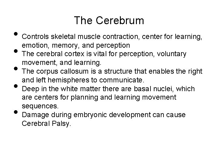 The Cerebrum • Controls skeletal muscle contraction, center for learning, emotion, memory, and perception