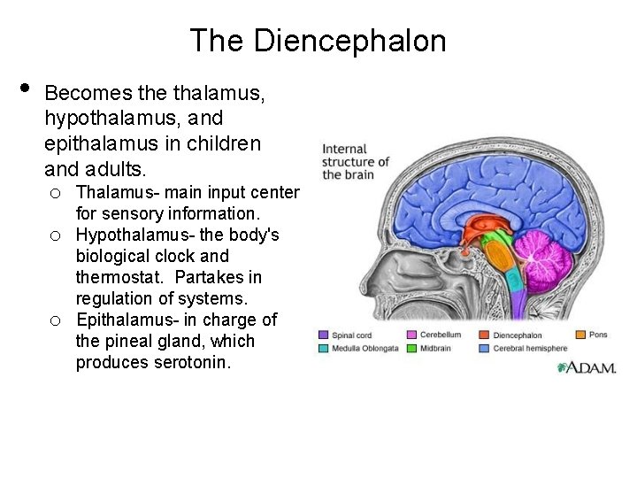 The Diencephalon • Becomes the thalamus, hypothalamus, and epithalamus in children and adults. o