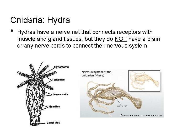 Cnidaria: Hydra • Hydras have a nerve net that connects receptors with muscle and