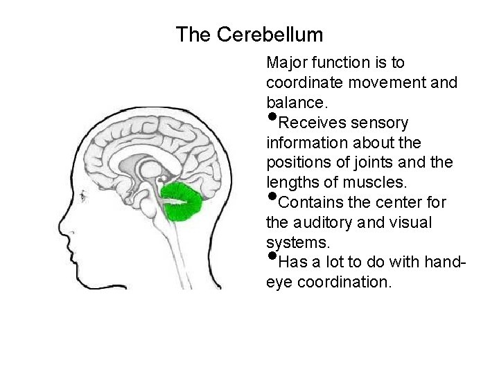 The Cerebellum Major function is to coordinate movement and balance. Receives sensory information about