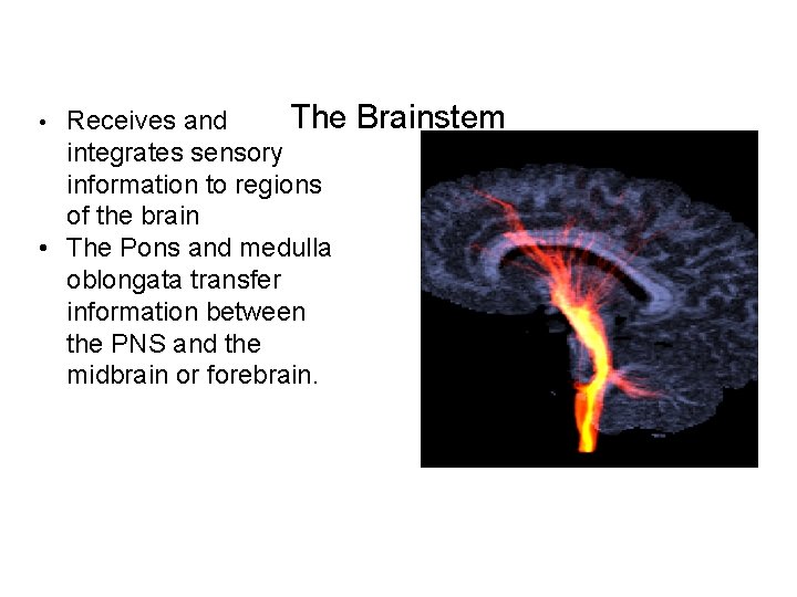 The Receives and integrates sensory information to regions of the brain • The Pons