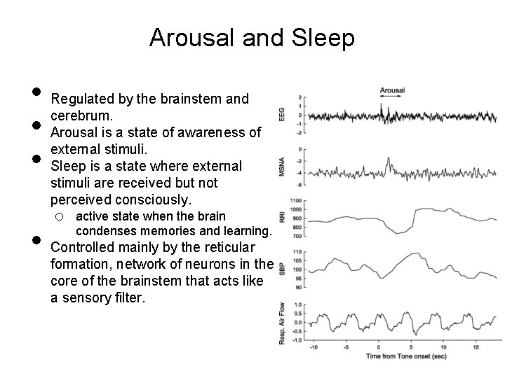 Arousal and Sleep • • Regulated by the brainstem and cerebrum. Arousal is a