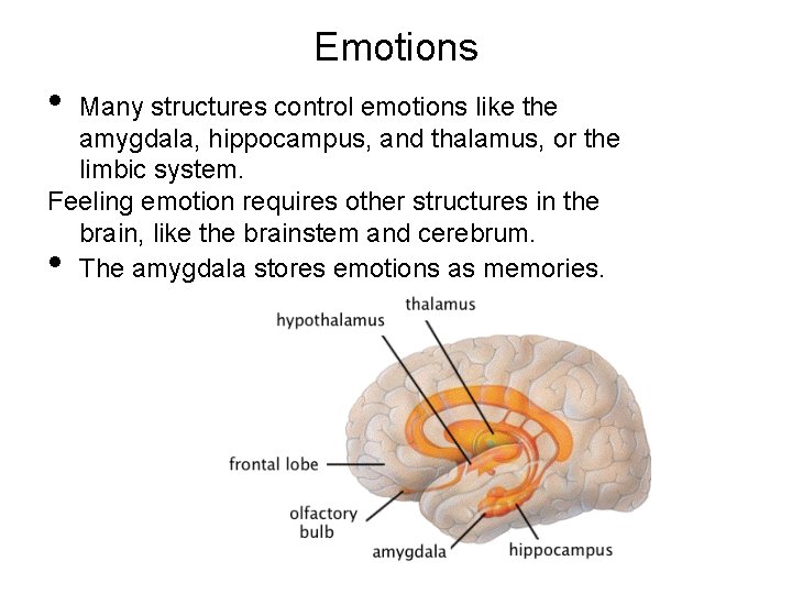 Emotions • Many structures control emotions like the amygdala, hippocampus, and thalamus, or the