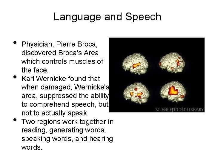 Language and Speech • • • Physician, Pierre Broca, discovered Broca's Area which controls