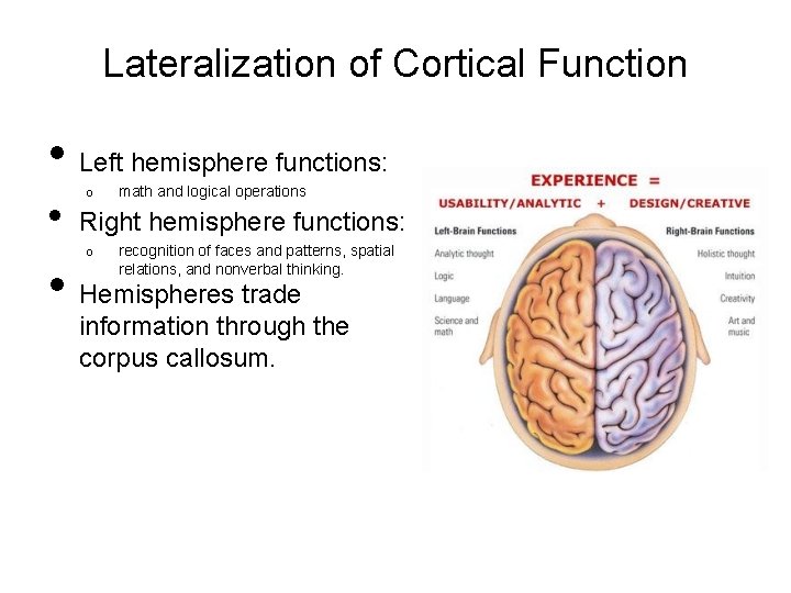 Lateralization of Cortical Function • Left hemisphere functions: • o math and logical operations