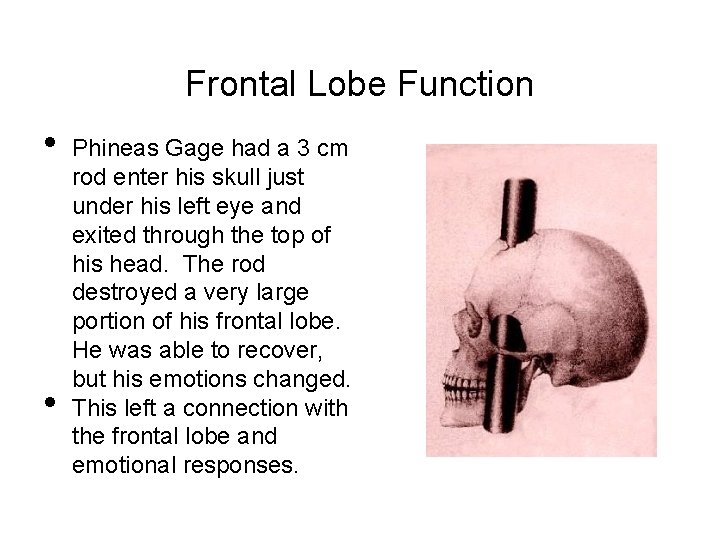 Frontal Lobe Function • • Phineas Gage had a 3 cm rod enter his