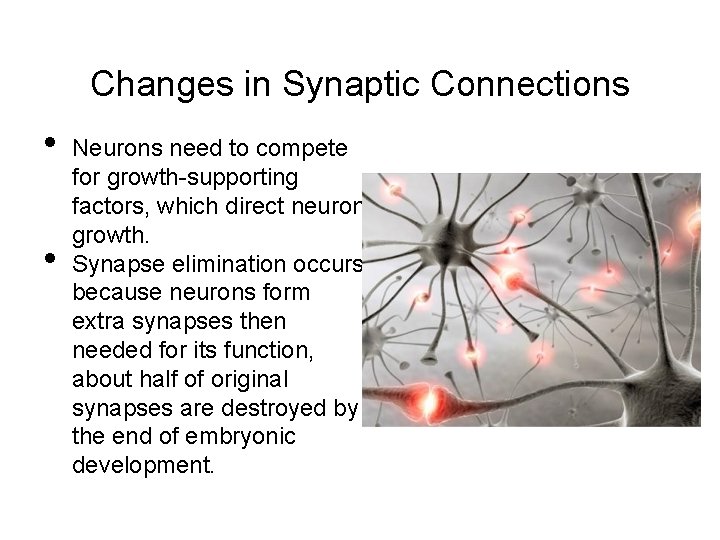 Changes in Synaptic Connections • • Neurons need to compete for growth-supporting factors, which