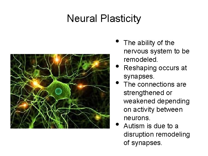 Neural Plasticity • • The ability of the nervous system to be remodeled. Reshaping