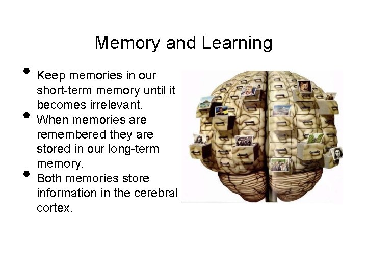 Memory and Learning • Keep memories in our • • short-term memory until it