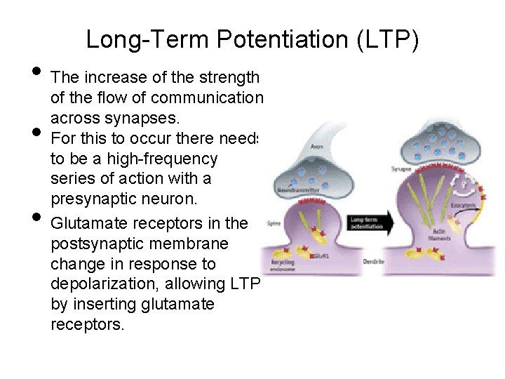 Long-Term Potentiation (LTP) • The increase of the strength • • of the flow