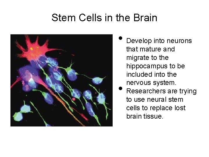 Stem Cells in the Brain • Develop into neurons • that mature and migrate