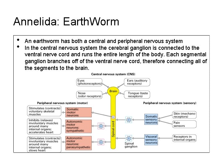 Annelida: Earth. Worm • • An earthworm has both a central and peripheral nervous