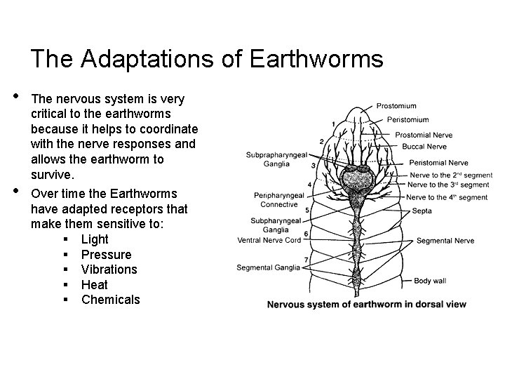 The Adaptations of Earthworms • • The nervous system is very critical to the