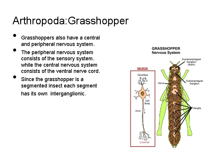 Arthropoda: Grasshopper • • • Grasshoppers also have a central and peripheral nervous system.