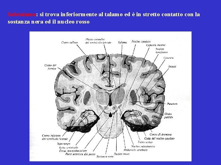 Subtalamo: si trova inferiormente al talamo ed è in stretto contatto con la sostanza