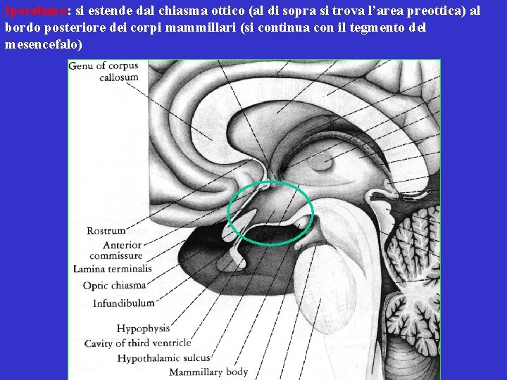 Ipotalamo: si estende dal chiasma ottico (al di sopra si trova l’area preottica) al