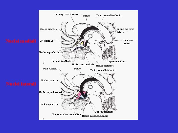 Nucleo paraventricolare Fornice Tratto mammillo talamico Nucleo preottico Nuclei mediali Splenio del corpo calloso