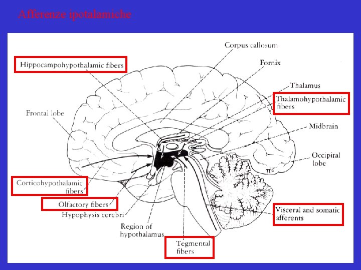 Afferenze ipotalamiche 