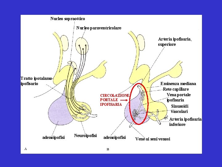 Nucleo sopraottico Nucleo paraventricolare Arteria ipofisaria superiore Tratto ipotalamoipofisario CIRCOLAZIONE PORTALE IPOFISARIA Eminenza mediana
