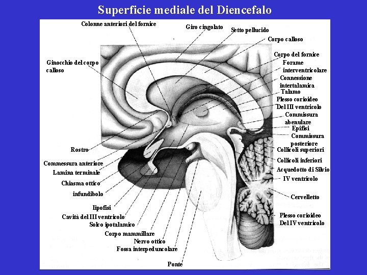 Superficie mediale del Diencefalo Colonne anteriori del fornice Giro cingolato Setto pellucido Corpo calloso