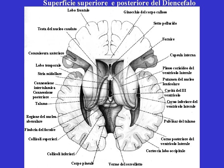 Superficie superiore e posteriore del Diencefalo Lobo frontale Ginocchio del corpo calloso Setto pellucido