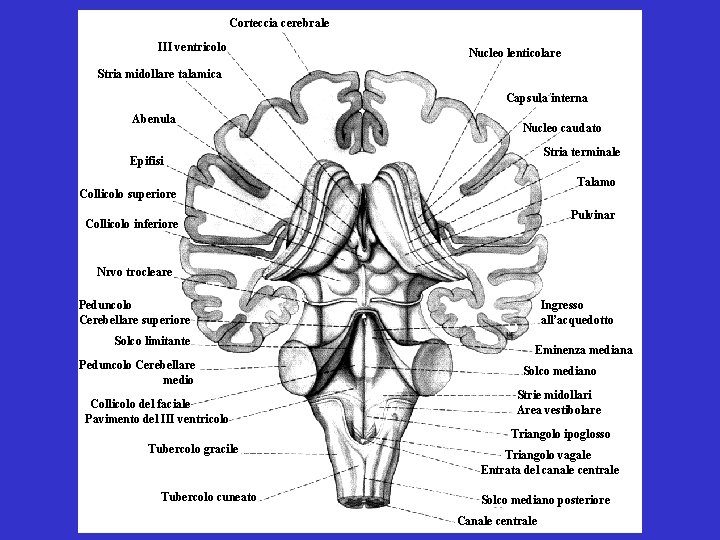 Corteccia cerebrale III ventricolo Nucleo lenticolare Stria midollare talamica Capsula interna Abenula Nucleo caudato