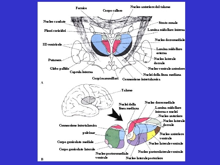 Fornice Corpo calloso Nucleo anteriore del talamo Nucleo caudato Strato zonale Lamina midollare interna